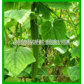 Customized 8g-10g 15x17cm Climbing plant support net bi-oriented BOP nets